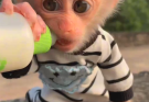 Full Videos Monkey ………👇👇👇
