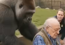 At the zoo, a gorilla suddenly attacked a man in a wheelchair, grabbed the handles of his chair, and refused to let go: the zookeepers tried to save the man, but then something completely unexpected happened